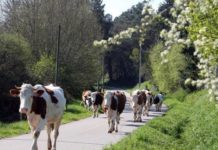 vaches