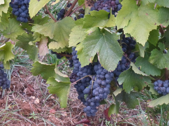 Vendanges à Besançon 2019 Vendanges à Besançon 2019