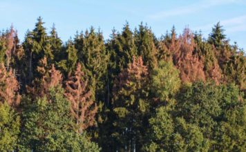 Haut-Doubs. Le scolyte inquiète toujours les communes forestières