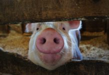 La filière porcine face aux nouvelles règlementations