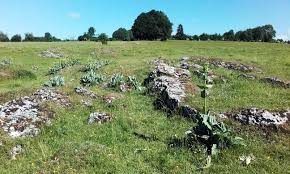 Affleurements rocheux