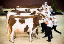 Haut-Doubs. 14 Montbéliardes du Doubs au Salon de l’Agriculture de Paris Vache de salon