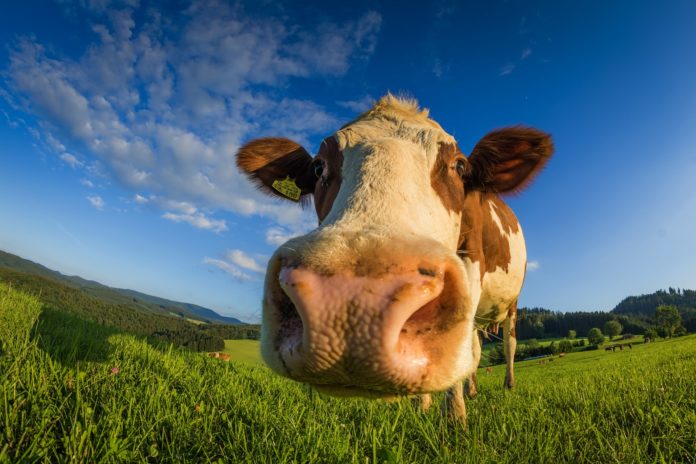 cow-3483980_1920