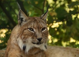 Protéger le lynx…et les troupeaux !