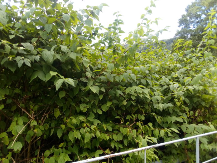 La renouée du Japon, plante invasive présente à Besançon