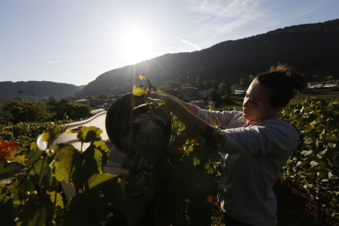 8èmes vendanges municipales de Besançon