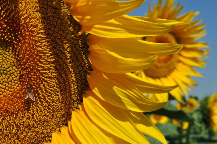 yellow-5352004_1920