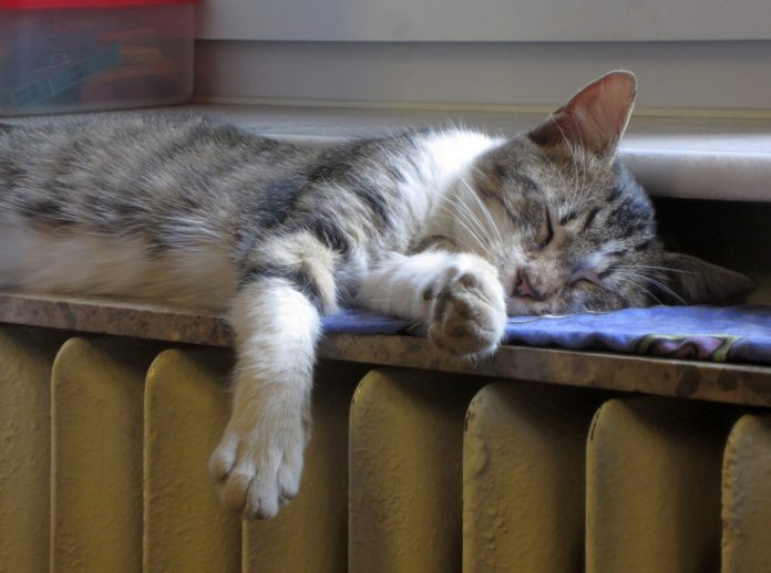 cat-1760731_1920