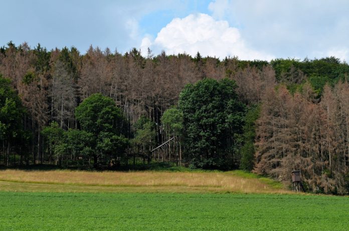 waldsterben-4334627_1920