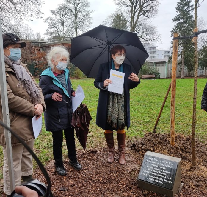 Plantation d'un Ginkgo Biloba à Besançon