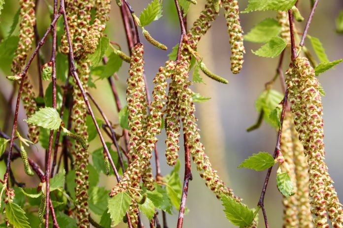 birch-4125390_1920
