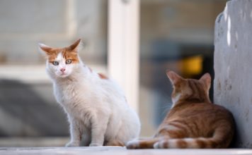 Haut-Doubs. La Ville de Valdahon se préoccupe de la prolifération des chats