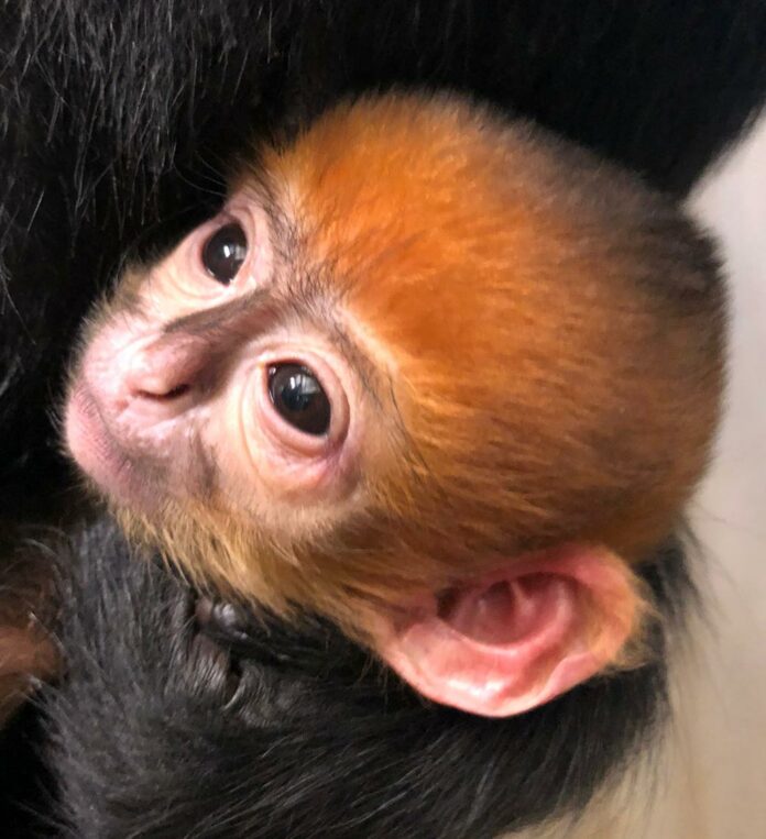 Langur de François