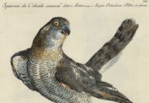 Besançon : Un livre d’ornithologie sera présenté le 12 mars