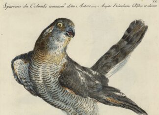 Besançon : 1 heure/1 livre sur un livre d’ornithologie