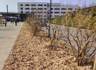 Parvis végétalisé au CHU de Besançon