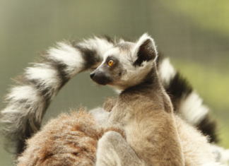 Une naissance exceptionnelle à la Citadelle de Besançon