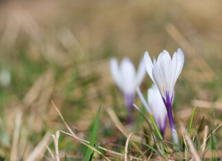 Inventaire des plantes printanières de Franche-Comté