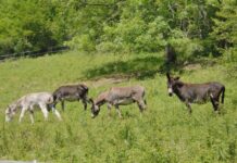 Haut-Doubs. A Charquemont, les ânes ont fini leur travail