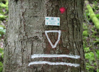 Haut-Doubs. Des arbres protégés pour favoriser la biodiversité