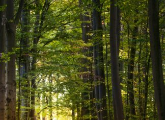 Besançon. Une sortie archéologique dans la forêt de Chailluz le 5 juillet