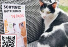 Haut-Doubs. La SPA de Pontarlier attend avec impatience les adoptants