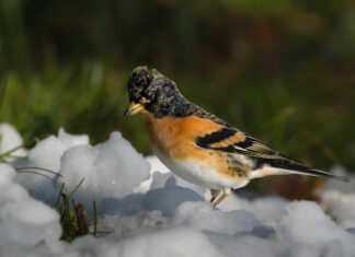 Morre. Une sortie pour découvrir les oiseaux migrateurs à Morre le 22 octobre