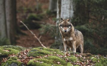 Une solution suisse pour éviter les attaques de loup?
