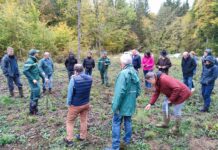 Haut-Doubs. A Pierrefontaine, la filière bois présente un débouché pour les bois scolytés
