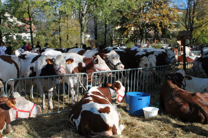 Super Comice 2022 Les vaches