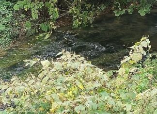 Grand Besançon au chevet du ruisseau de la Mouillère
