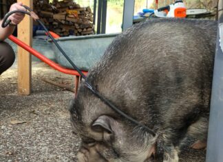 Doubs. Après avoir sauvé Coco le cochon, la SPA veut alerter le public