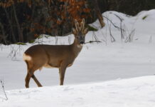 Haut-Doubs. Les belles rencontres de l’hiver