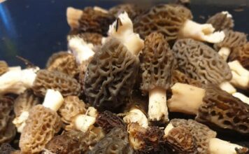 Le Haut-Doubs, un bon coin à morilles