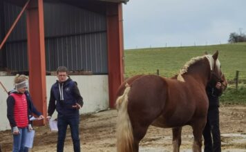 Haut-Doubs. Les chevaux comtois jugés sous tous les angles