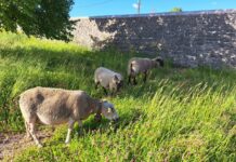 Haut-Doubs. Incitation à l’écopâturage sur le Doubs Horloger