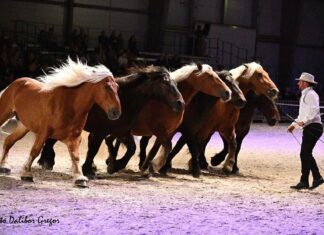 Haut-Doubs. Quel avenir pour le Cheval Comtois ?
