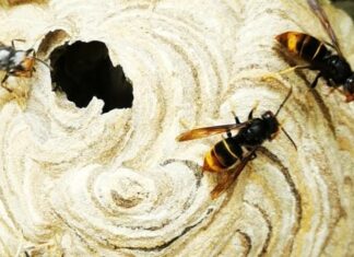 Haut-Doubs. La commune de Saint-Hippolyte mobilisée contre le frelon asiatique frelons asiatiques