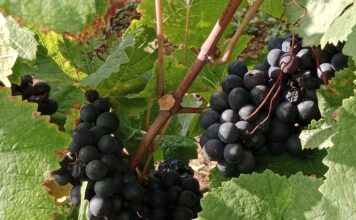 Pas de cuvée 2023 pour la vigne de Velotte