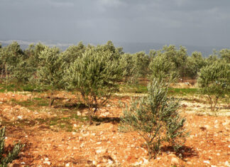Besançon. La conférence-débat autour du conflit Israélo-palestinien annulée
