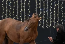 Cavales envoûtantes à l’écurie du Cerneux à Maiche