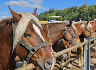 Doubs. Vols de chevaux Comtois : sept personnes interpellées, quatre chevaux retrouvés