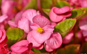 Haut-Doubs. Une grande vente de fleurs au profit de l’association REPAIR