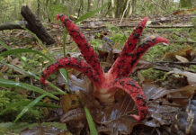 Région : une enquête participative sur la répartition régionale du clathre d’Archer