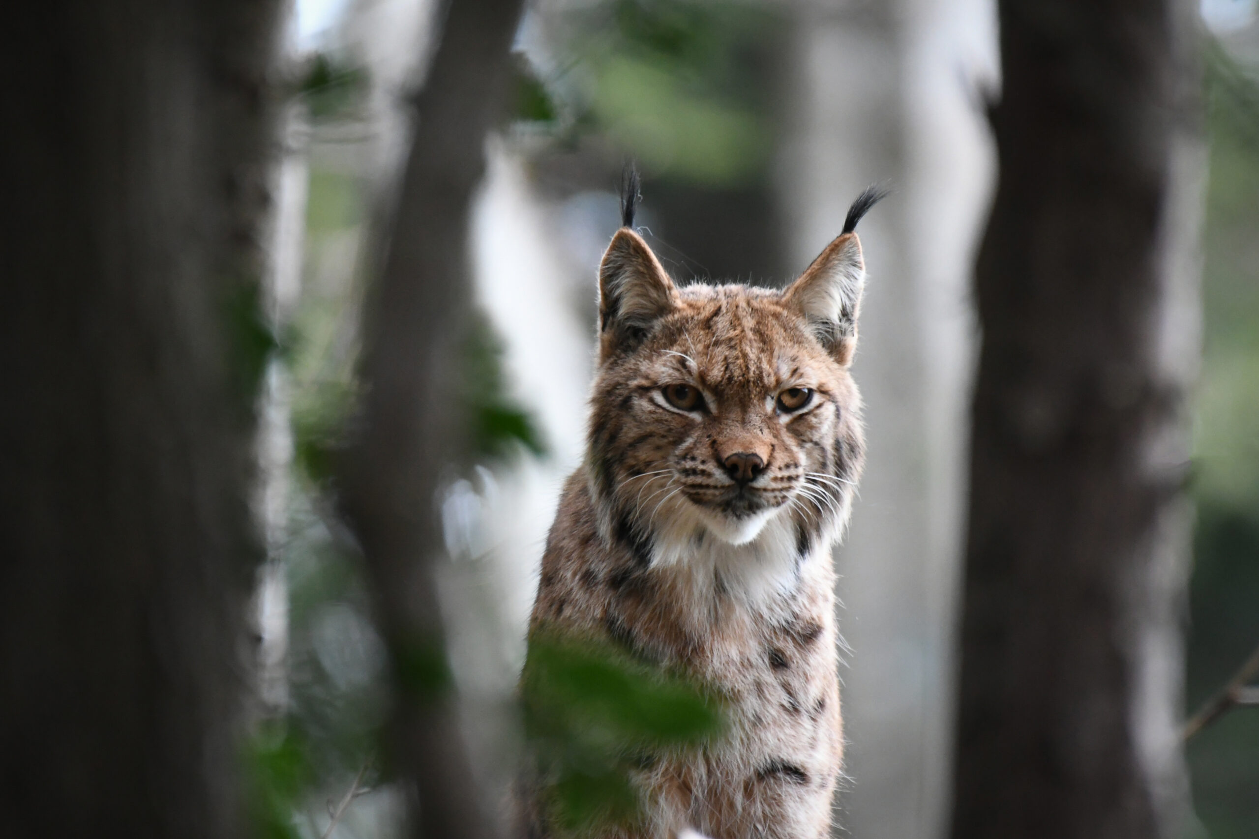 Lynx