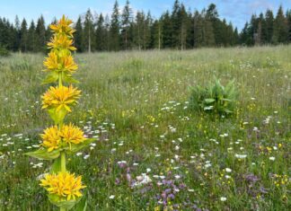 Haut-Doubs : Gentiane haute, hiver neigeux ?
