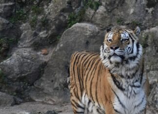Besançon. Muséum de Besançon : après le décès de Cliff, le départ de Naya programmé