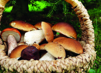 Suisse. Les « champignonneurs » en colère