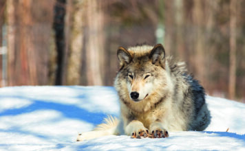 Haut-Doubs. Un conférence sur le loup à Maîche le 31 janvier