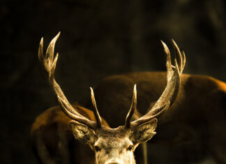 Haut-Doubs. Jougne : Une exposition photos autour des sentiments Alpes et Nature Photographie organise sa première exposition dans le Haut-Doubs